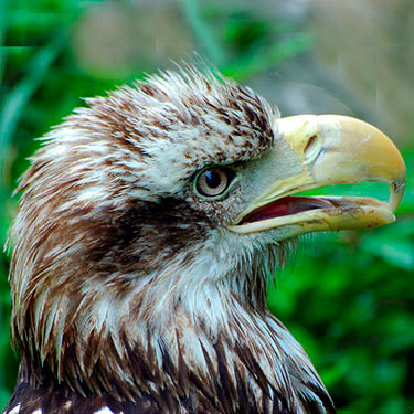 bald_eagle_immature