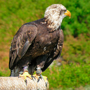 bald_eagle_immature