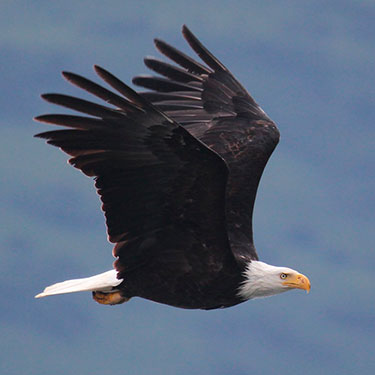 bald eagle adult