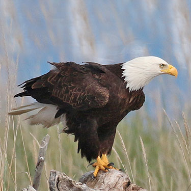 bald eagle adult