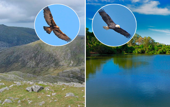 How to Tell a Juvenile Golden Eagle from a Juvenile Bald Eagle