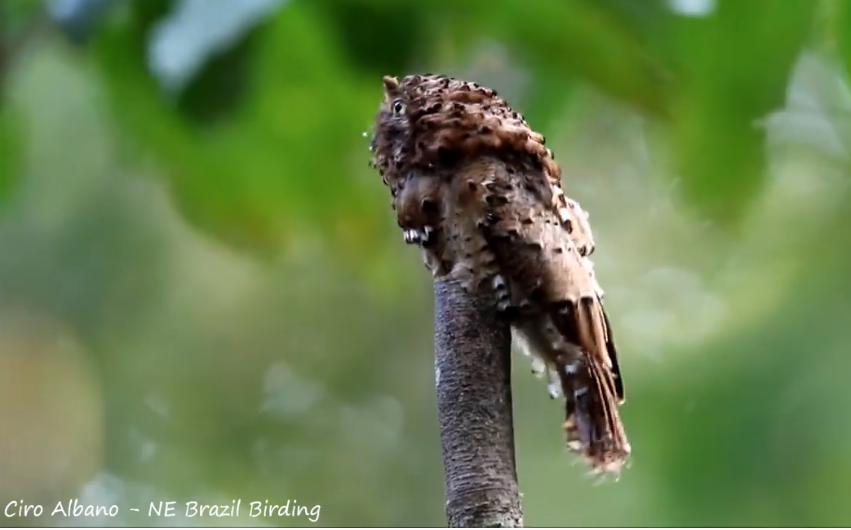 rufous potoo camouflage