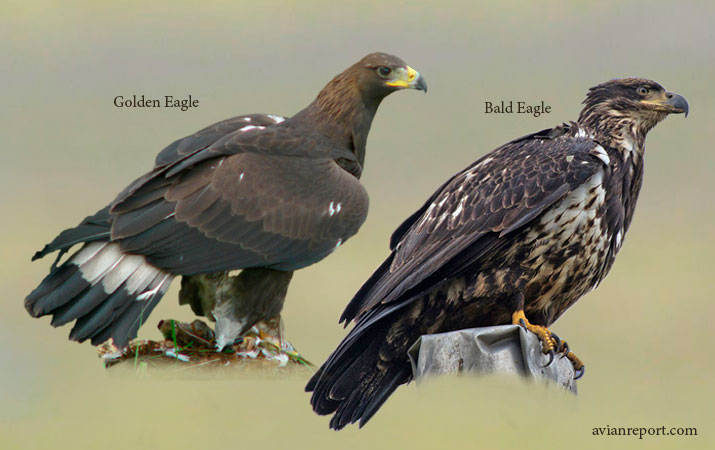juvenile golden eagle