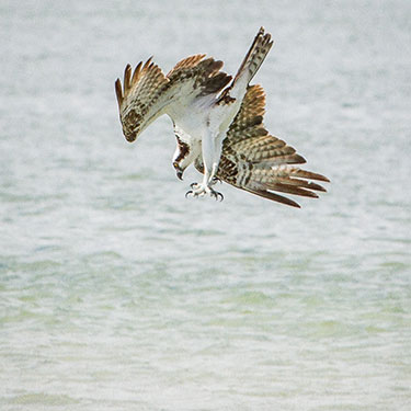 osprey diving
