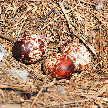 osprey eggs