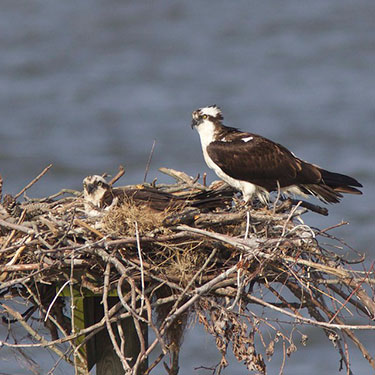 osprey nest and parents