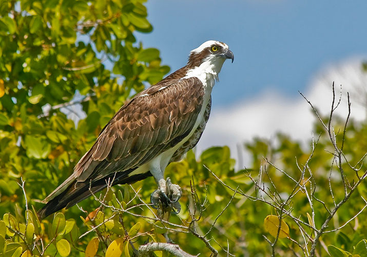 all about ospreys