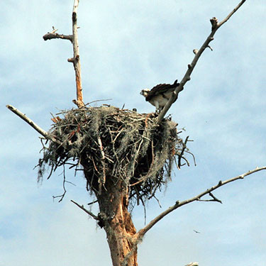 osprey nest