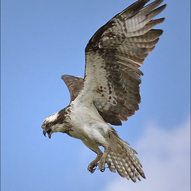 osprey adaptations