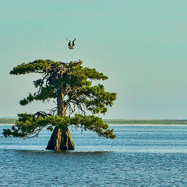 Where do Osprey nest
