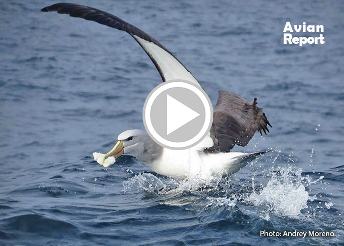 seabirds eat plastic