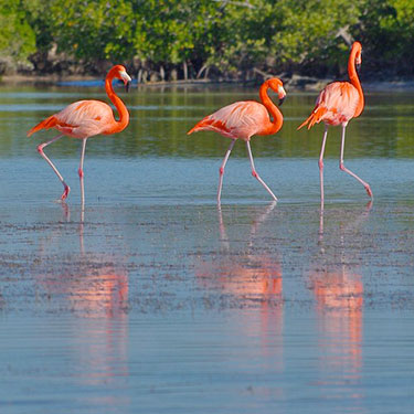 american flamingo_Everglades National Park
