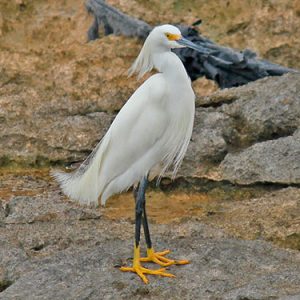 Snowy-egret everglades national park