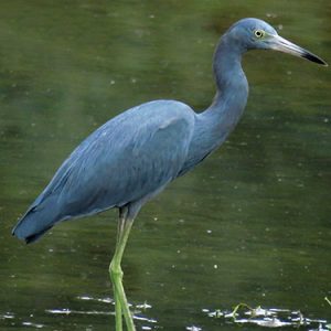Little-blue-heron