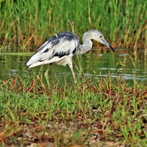 little-blue-heron everglades national park