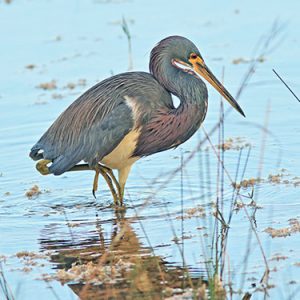 Tricolored-Heron everglades national park