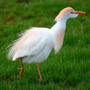 birds of the everglades national park