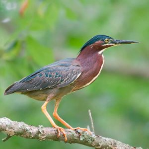 Green Heron everglades national park