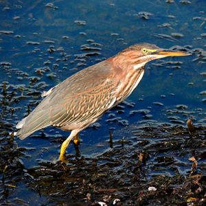 green heron everglades national park