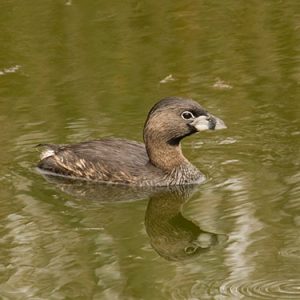 pied-billed-grebe everglades national park