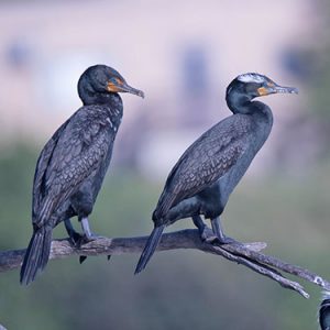 double-crested cormorant everglades national park