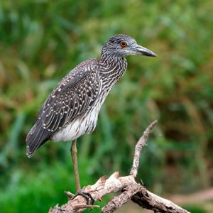 Yellow-crowned Night-Heron everglades national park