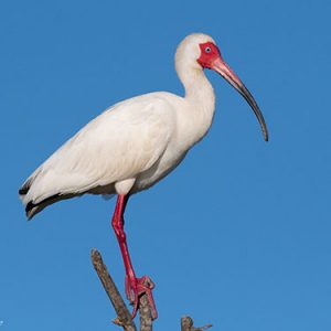 White Ibis everglades national park