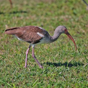 White Ibis everglades national park