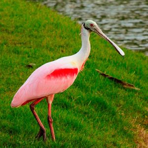 Roseate-spoonbill everglades national park