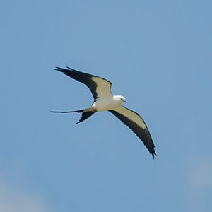Swallow-tailed Kite Everglades national park