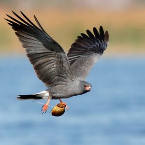 Snail Kite everglades national park