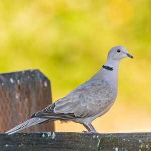 birds everglades national park