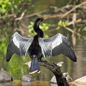 anhinga everglades national park