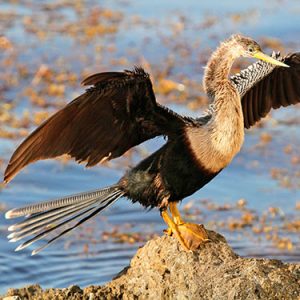anhinga everglades national park