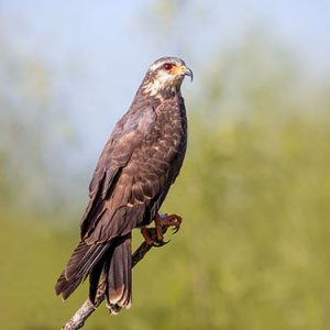 Snail Kite everglades national park