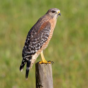 Red-shouldered Hawk everglades national park
