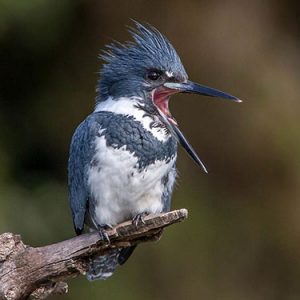 Belted Kingfisher everglades national park