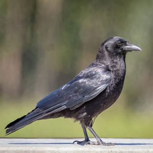 American-Crow everglades national park