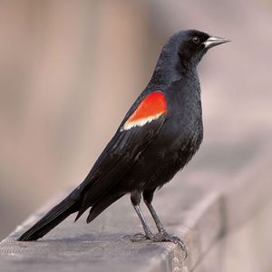 Red-winged Blackbird everglades national park