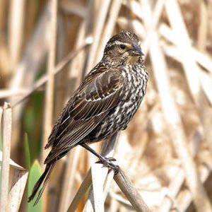 Red-winged Blackbird everglades national park
