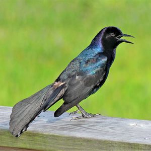 Boat-tailed Grackle Everglades national park