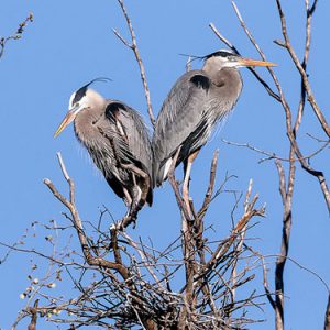 Great-blue-Heron everglades national park