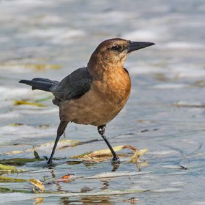Boat-tailed Grackle everglades national park