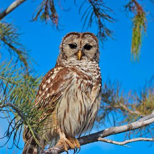 barred owl everglades national park