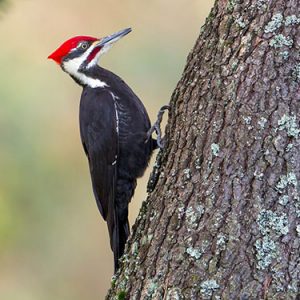 Pileated-Woodpecker