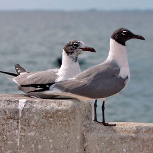 laughing-gull everglades national park