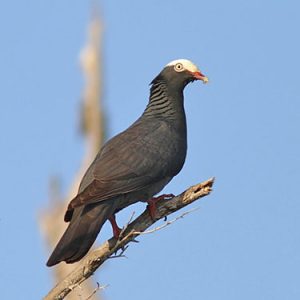 white-crowned-pigeon everglades national park
