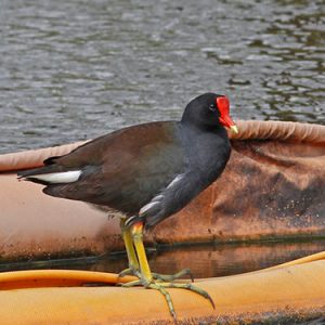 common-gallinule