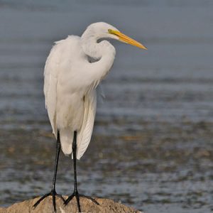 great egret everglades national park