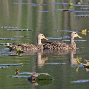 mottled duck everglades national park